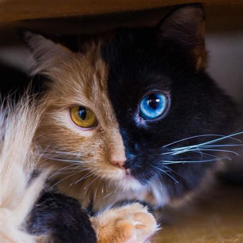 most colorful cat breeds